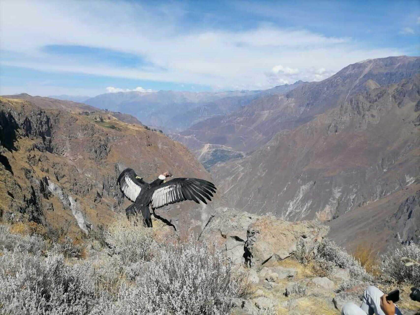 FRAGMENTOS. una reciente investigación emprendida por especialistas peruanos y argentinos descubrió que esta especie consume plásticos.