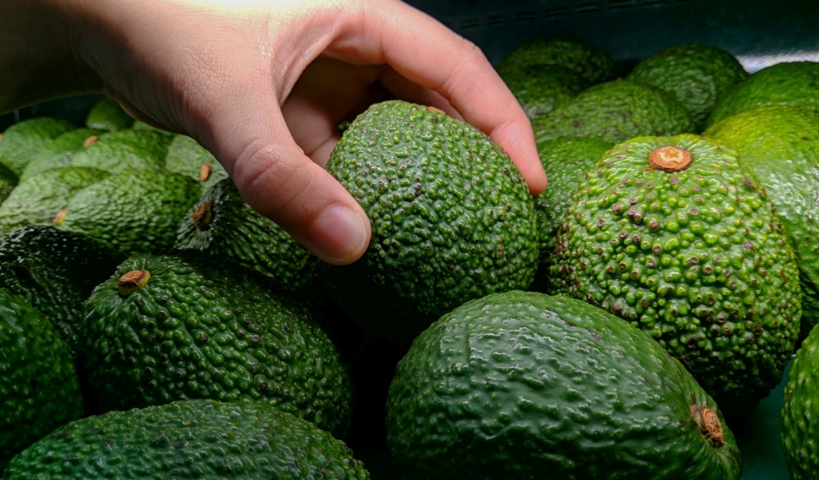 SUBSIDIADAS. Las empresas del sector agroexportador que se beneficiarán de la nueva Ley Agraria, también gozan de otros previlegios tributarios como el drawback. 