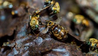 ADAPTACIÓN. La melipona o abeja sin aguijón es capaz de adaptarse a la crisis climática y a la deforestación.  En Perú se han identificado 175 tipos de este insecto.