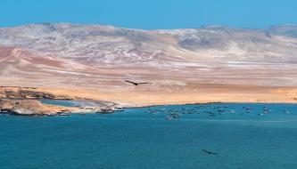 ECOSISTEMA. Once empresas investigadas por pesca ilegal en la Reserva Nacional de Paracas serían beneficiadas por multas en riesgo de prescribir.