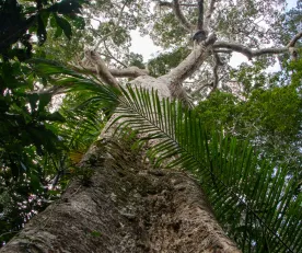 ALERTAS. Hay sospechas sobre rigurosidad en la verificación de stocks de madera de shihuahuaco que sale de Perú. La especie es considerada vulnerable. 