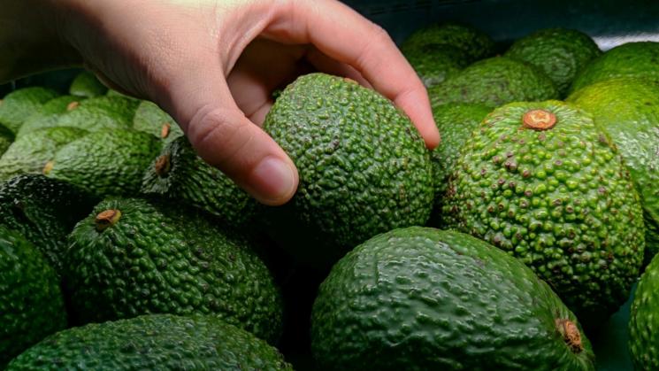 SUBSIDIADAS. Las empresas del sector agroexportador que se beneficiarán de la nueva Ley Agraria, también gozan de otros previlegios tributarios como el drawback. 