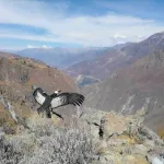 FRAGMENTOS. una reciente investigación emprendida por especialistas peruanos y argentinos descubrió que esta especie consume plásticos.