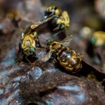 ADAPTACIÓN. La melipona o abeja sin aguijón es capaz de adaptarse a la crisis climática y a la deforestación.  En Perú se han identificado 175 tipos de este insecto.