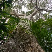 ALERTAS. Hay sospechas sobre rigurosidad en la verificación de stocks de madera de shihuahuaco que sale de Perú. La especie es considerada vulnerable. 